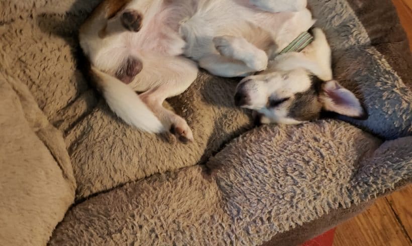 Paco