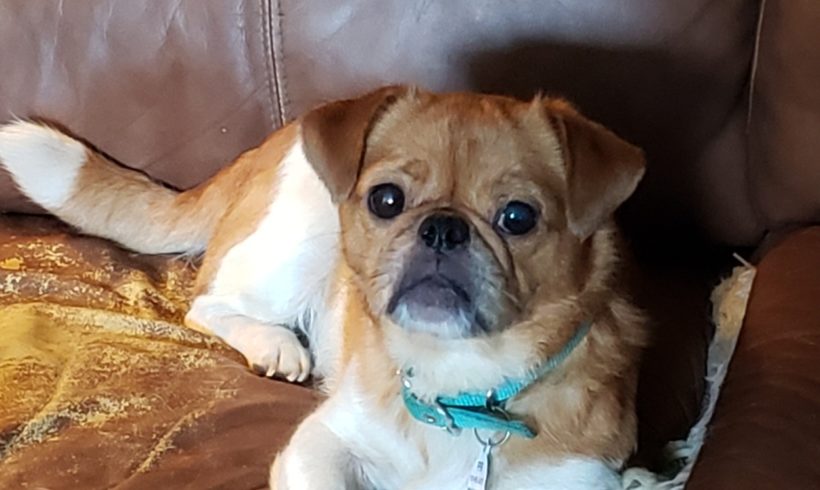 Louie