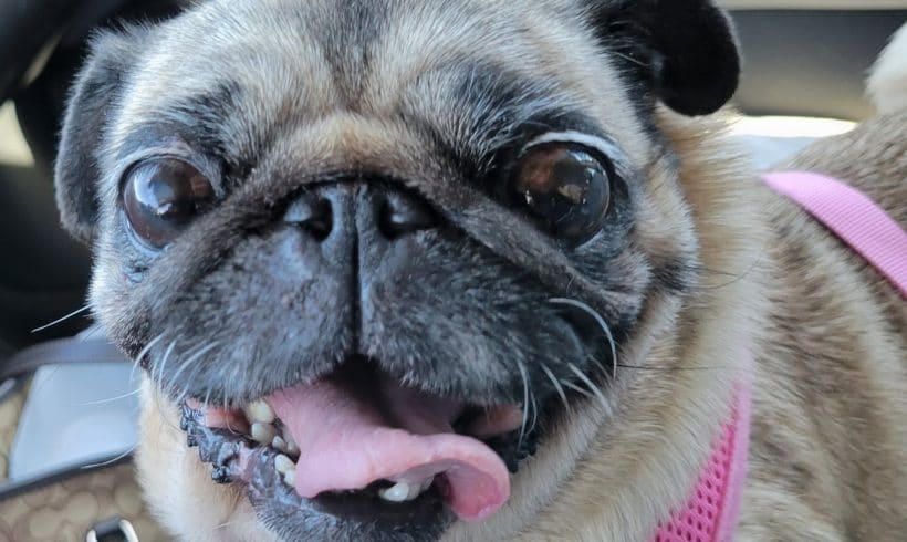 Petunia Pug