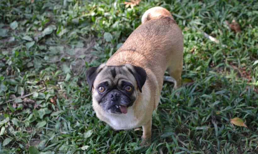 Chico