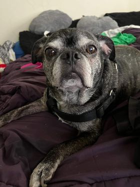 Chubbs