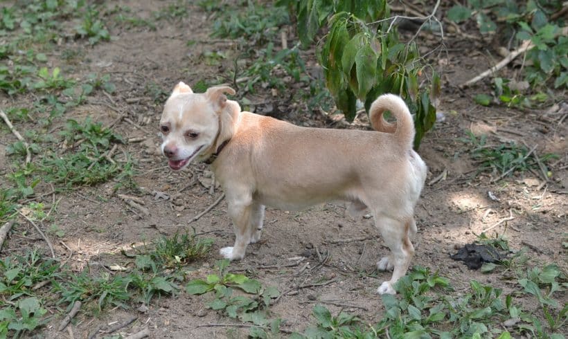 Opie