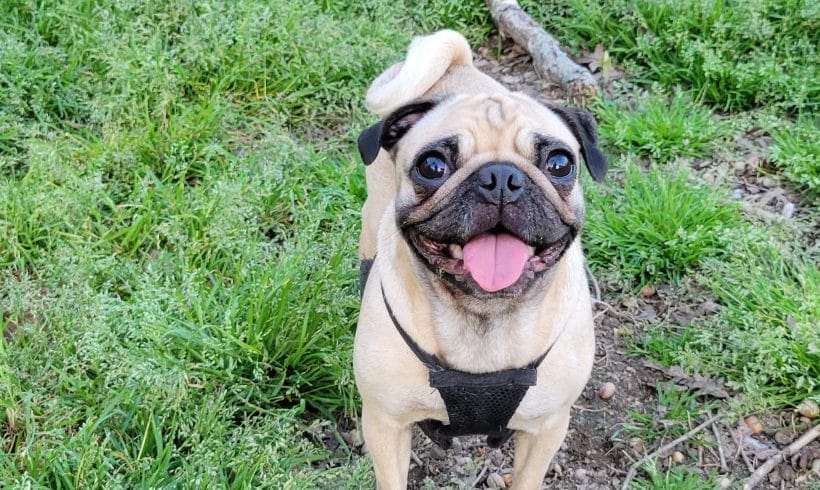 Mavis