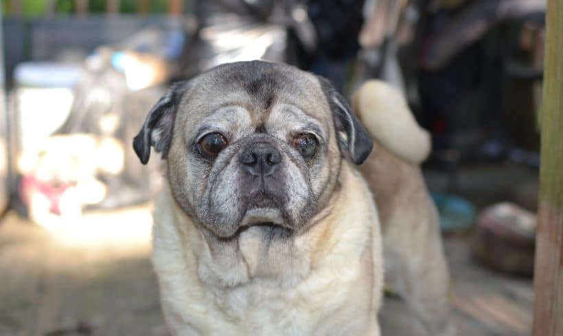 Prince Beauregard