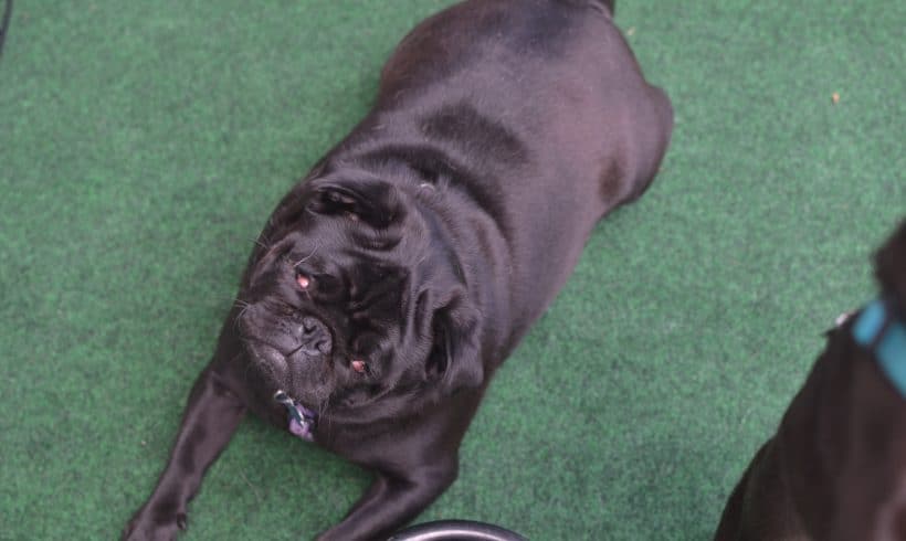 Chloe (bonded with Zoey)