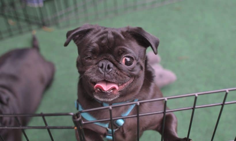 Zoey (bonded with Chloe)