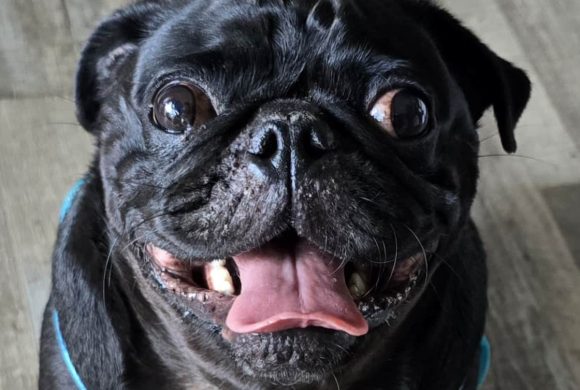 Beeker (formerly Gypsie)