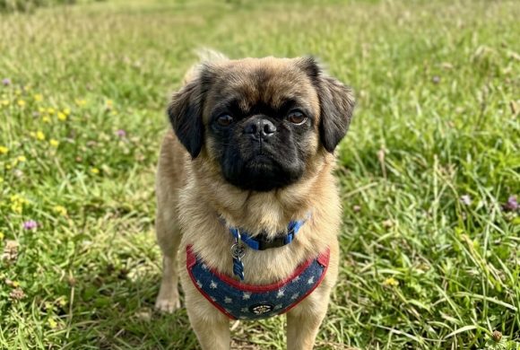 Pugsley Pugsley